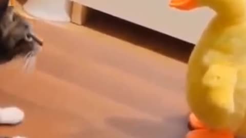 Cat Funny Videos Moment