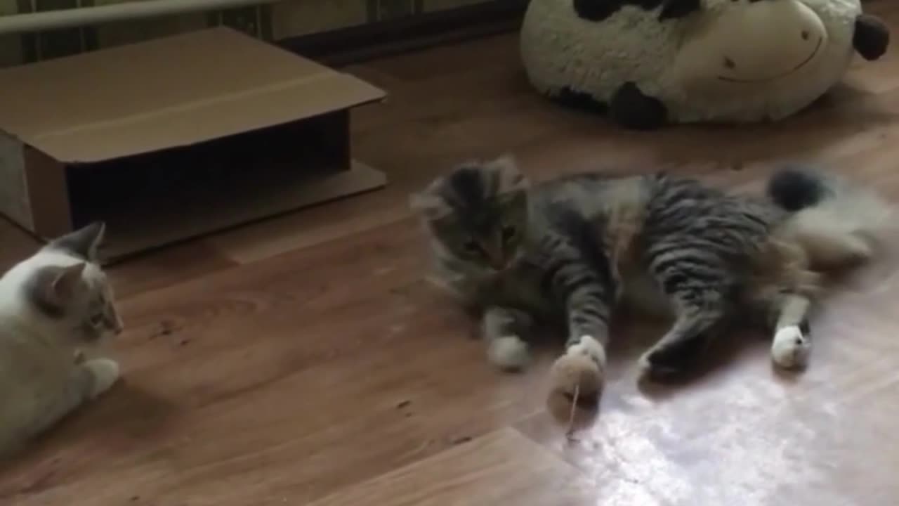 Cat Playing Happily / Pets Video Hd