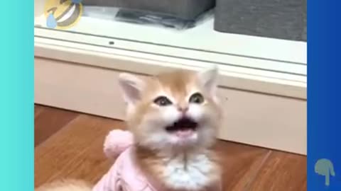 Funniest Cats and Dogs 🐶🐱 Funny Animal Videos #37