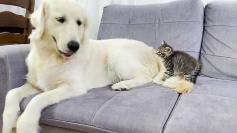 When the Golden Retriever meets - Tiny Kitten for the First Time #Video 37