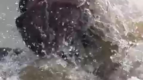 Stop Invading Their Territory