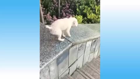 Top Funny Cat Videos of The Weekly - Try Not To Laugh