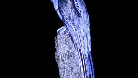 Have you ever seen such a beautiful bird
