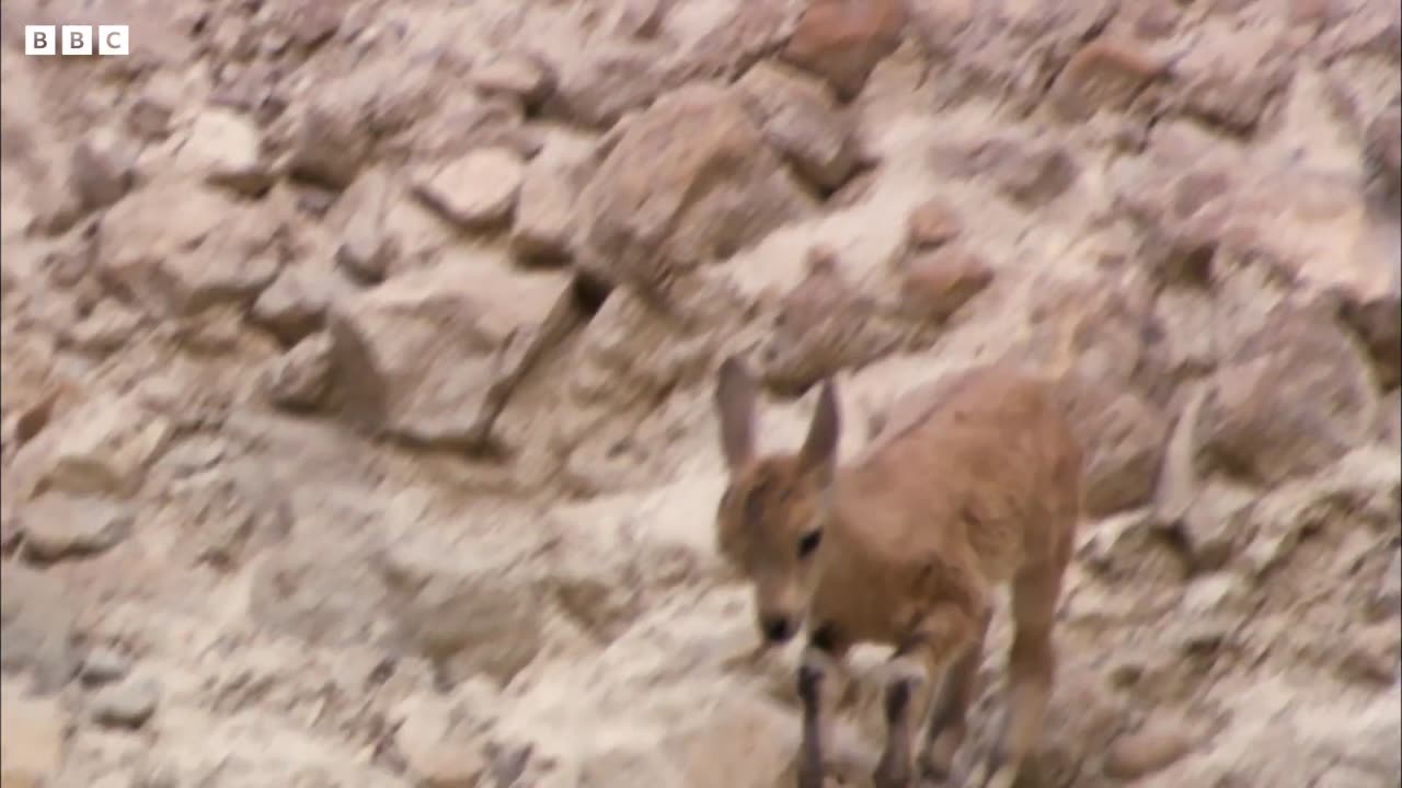 Baby Ibex vs Fox on a Cliff Edge | Growing Up Wild | BBC Earth