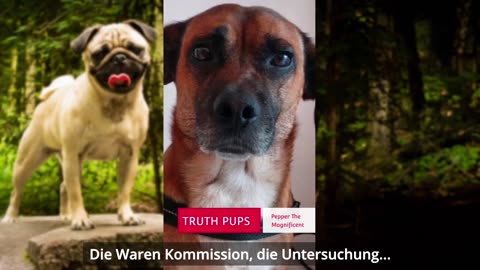 THRUTH PUPS Video-Update vom 13. September 2023 deutsch