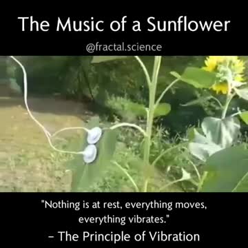 Every living thing vibrates