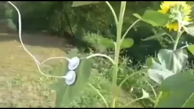 Every living thing vibrates