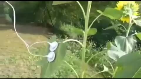 Every living thing vibrates