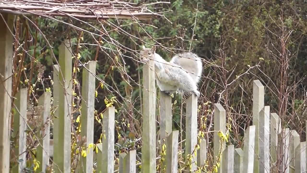 Squirrel Grey Squirrel Running Fence Animal Grey