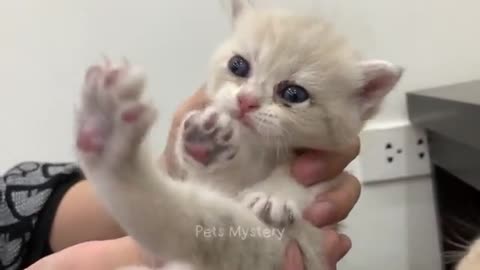 Funny Pets