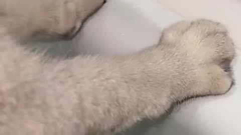 bathing the cat .bathed the girl only .cat comedy 😀