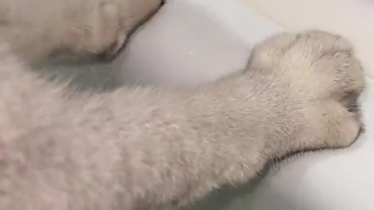 bathing the cat .bathed the girl only .cat comedy 😀