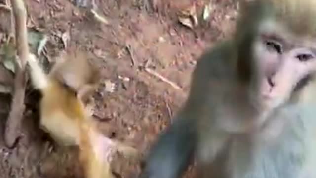 Cute Monkey China & Funny Love monkey| Animals Love #Short (316)