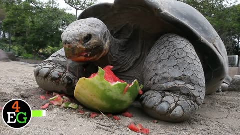 Animal and there amazing lives