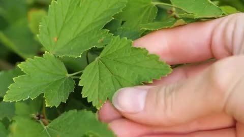 HOW TO GROW YOUR OWN PLANTS AND KEEP THEM ALIVE