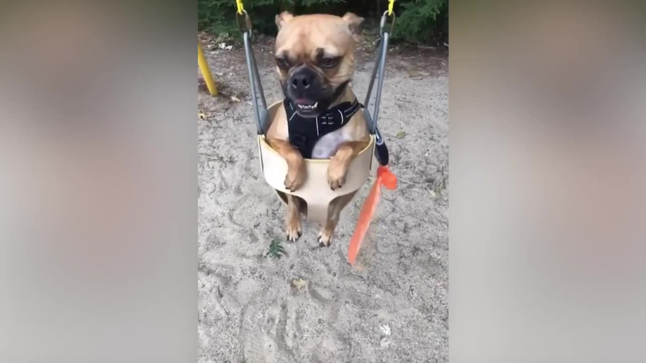 [1 Hour] Funniest Animals 2023 😂😂😂 Funny Dog Videos Compilation 🐶🐶🐶