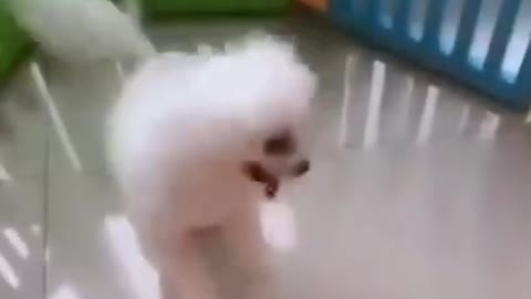 Funny dogs video