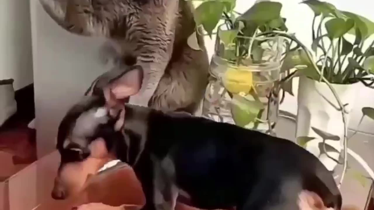 Unforgettable Cats and Dog Pranks: A Hundred Times of Hilarity and Hijinks"