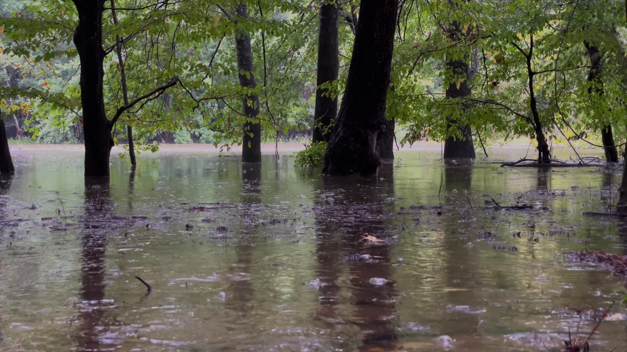 Soothing Rainfall for Ultimate Relaxation | Ambient Nature Sounds