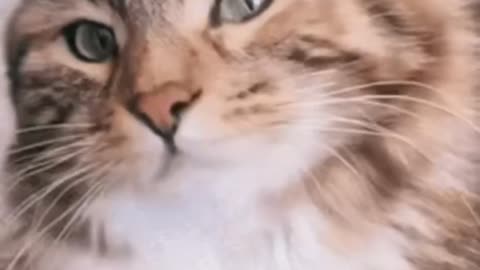 Cute Cat Gif