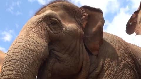 Listen To The Sounds Of Elephants While They Eat