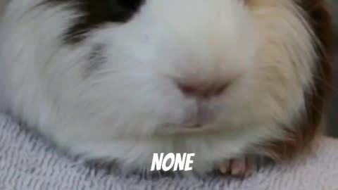 This is almost every guinea pig's voice #shorts