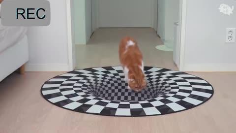 Vertigo carpet and cat