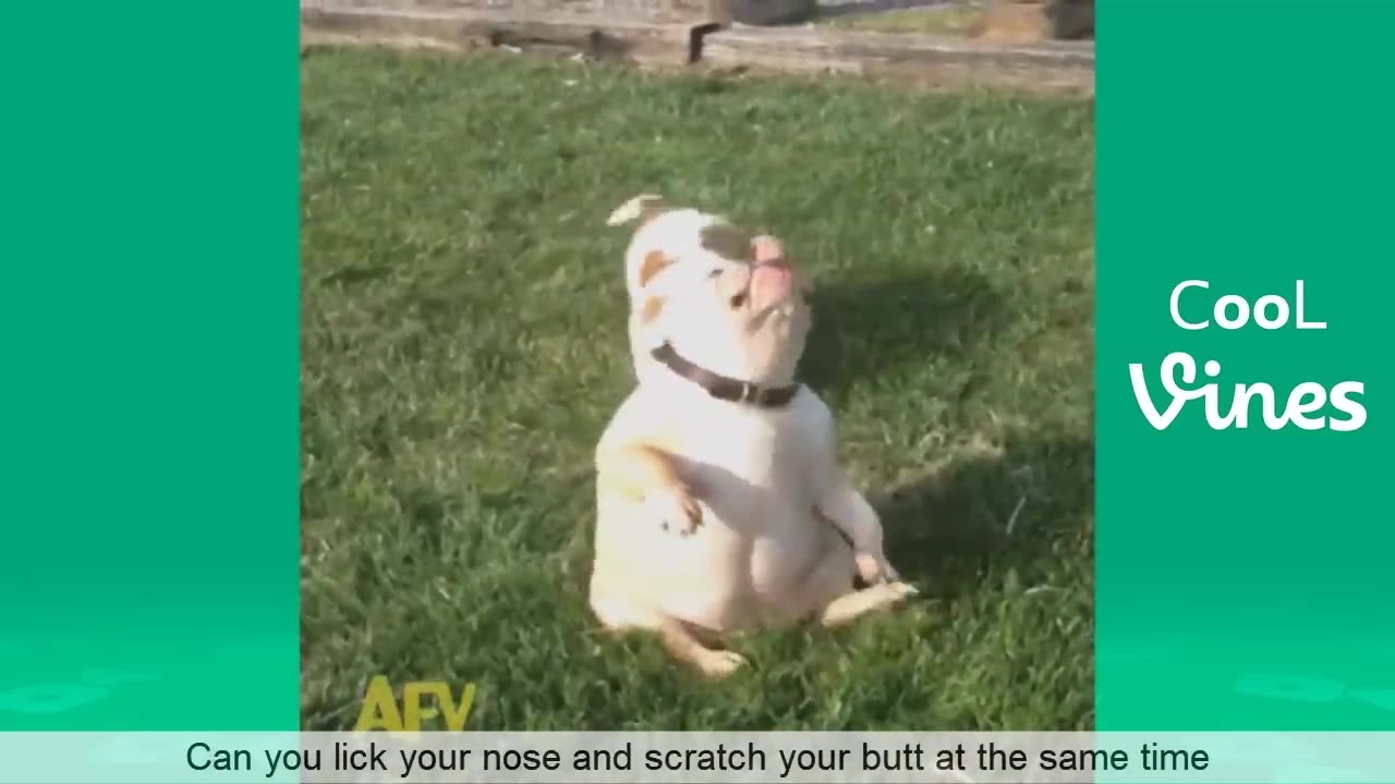 Try Not To Laugh Challenge - Funny Cat & Dog Vines compilation 2017