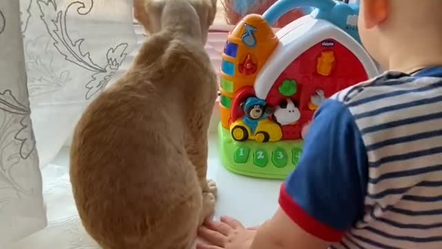 Little boy playing with cat