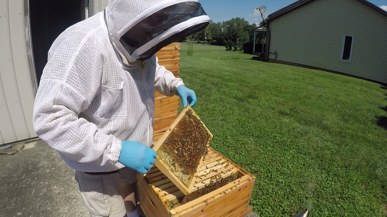 August 12, 2024 Hive Inspection Part I