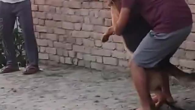 Aggressive GSD attacked this person 🤬 #shorts #germanshepherd #aggressive #attack #angry #angrydog