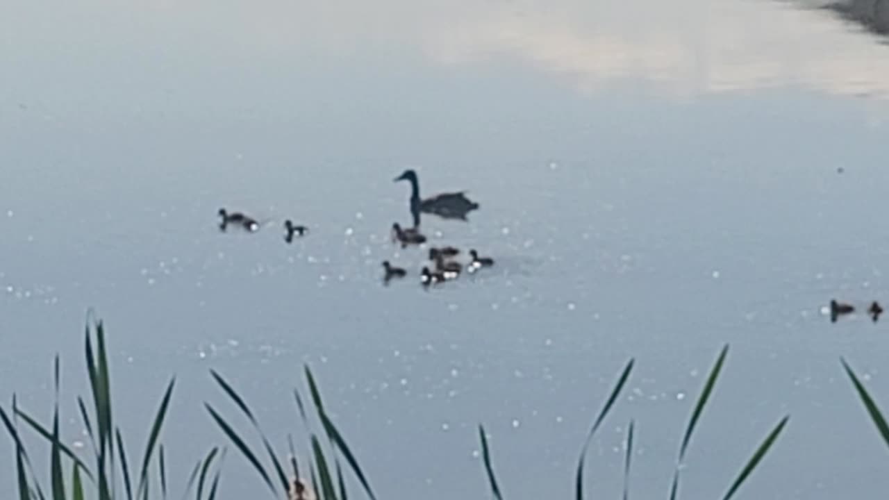 Baby duck time