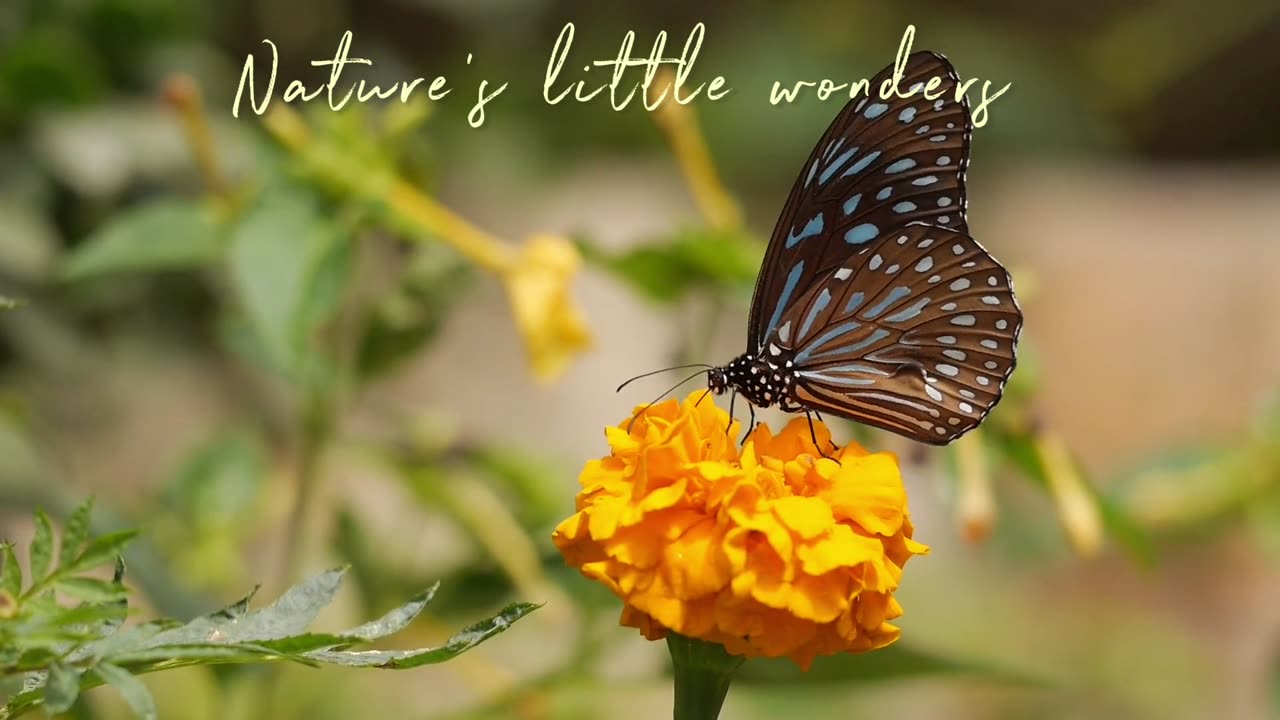 Nature's little wonders