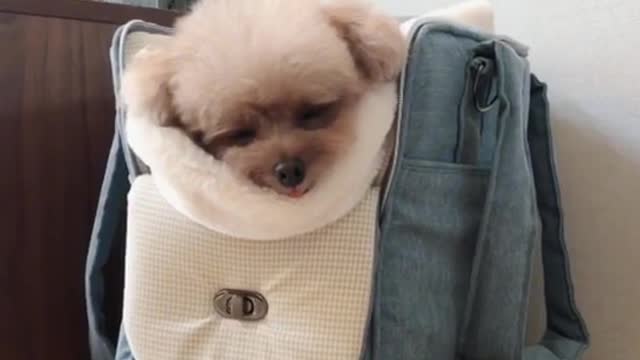 가방 갱애쥐 킴미소 (Full Ver.) #킴미소#토이푸들#푸들#틱톡#tiktok#반려견#얼짱#강아지#댕댕이#애견#toypoodle#poodle#펫스토리#마이펫#소통