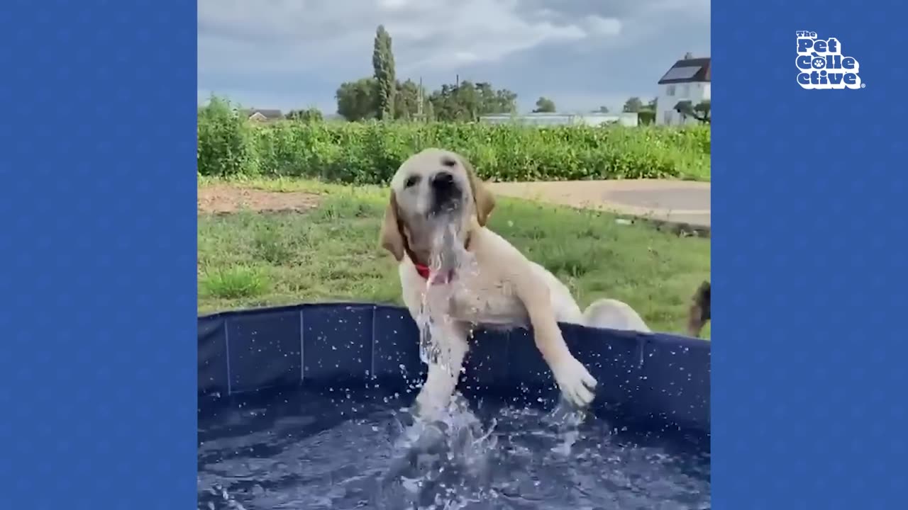 Hilarious Cat CHASES Dog 😯 | FUNNIEST Animals and Pets