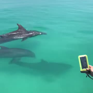 Dolphin Serenade: Graceful Bottlenose Dolphins in Key West's Waters | Dolphin Watching Charter