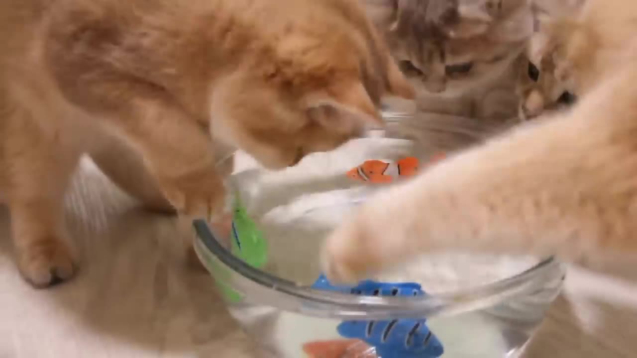 Kittens and Cats learn Сatches FISH