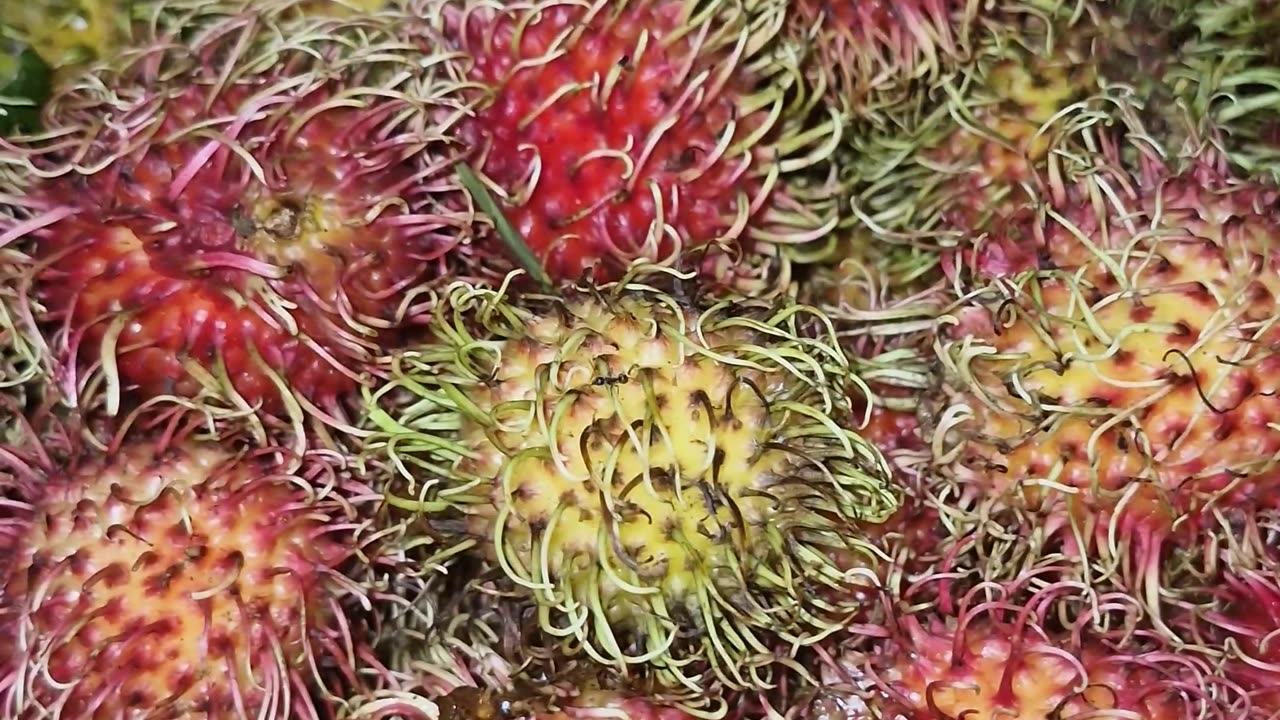 Rambutan season is here! Who's ready to taste this tropical delight? 🌴❤️