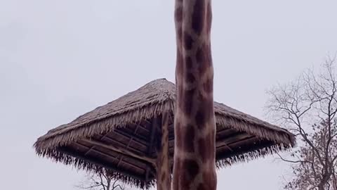 Giraffe brings its own