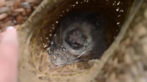 Beautiful bird sounds in the world