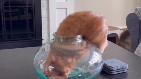 orange cats are special