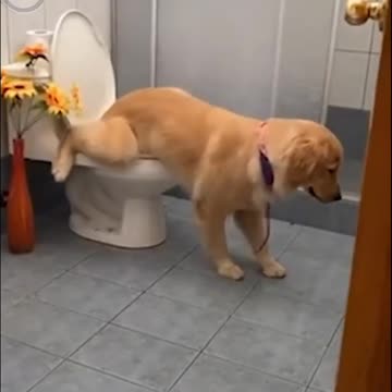 good dog 💖💖pee in the toilet🤫🤫🤫