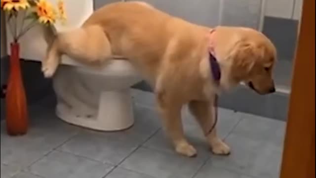 good dog 💖💖pee in the toilet🤫🤫🤫