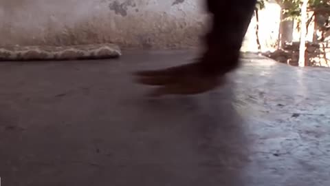 The Shocking Discovery of Quadrupedal Humans