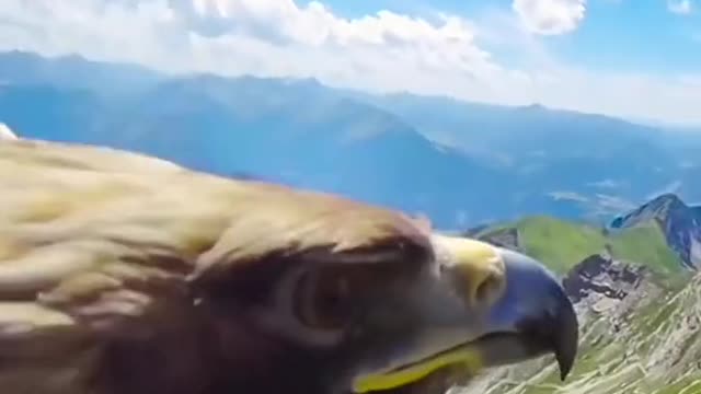 The golden eagle is considered the best of the eagles