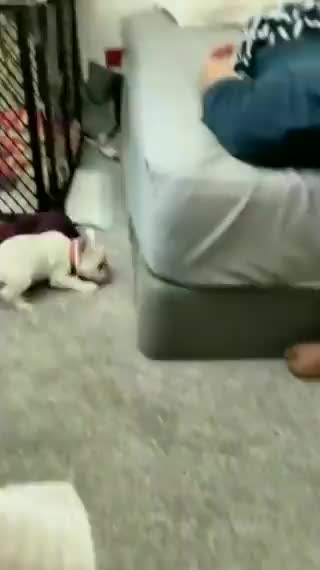 puppy ran out of battery