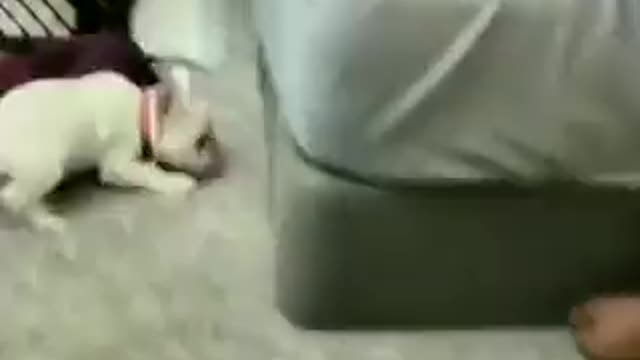 puppy ran out of battery