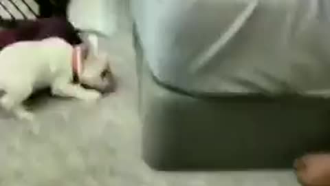 puppy ran out of battery