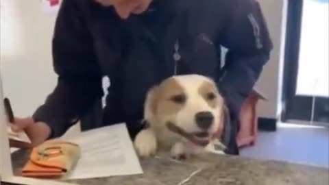 Shelter dog with a huge smile after being adopted..