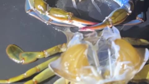 This Is The Ultra Rare Moment A Vulnerable Crab Molts From Its Shell In Front Of A Human